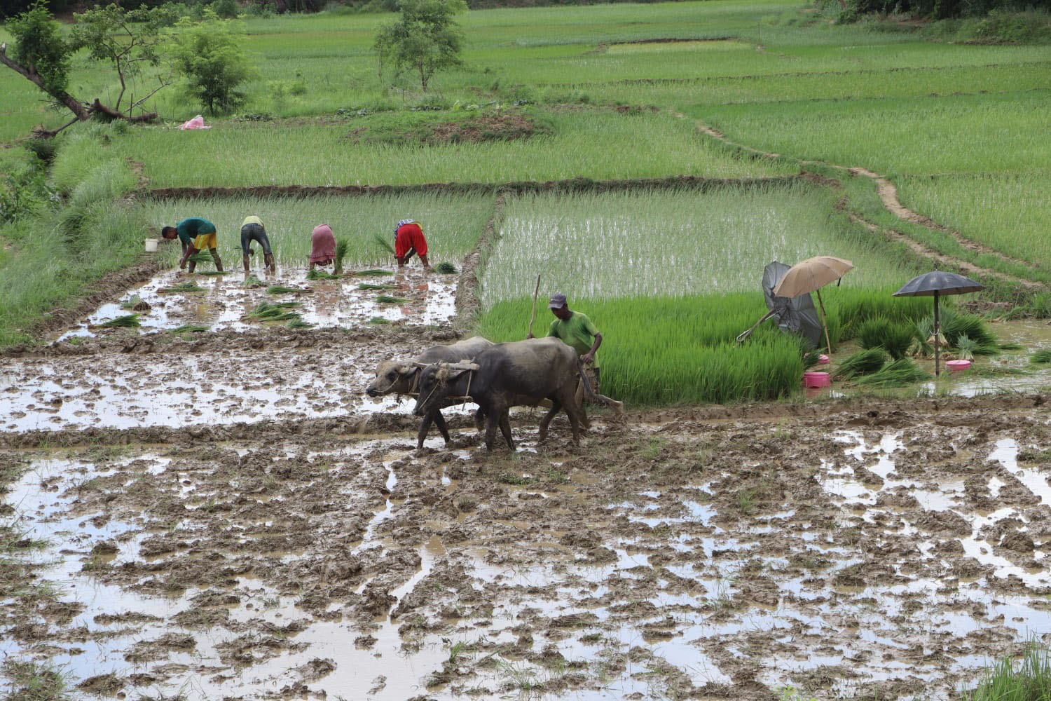 धान रोपाइँका समयमा रासायनिक मलको अभाव हुँदैन :  कृषि मन्त्रालय